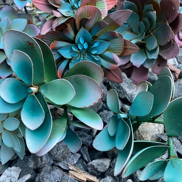 Other - 14 rustic metal succulents
